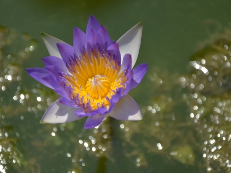 Lotus in the pond.の写真素材