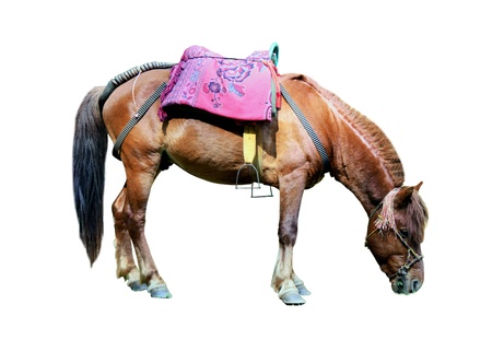 Horseの写真素材