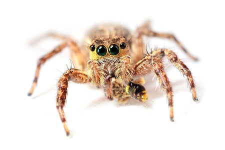 Spider jumper hunting