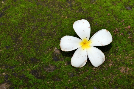 Frangipani Flowerの写真素材