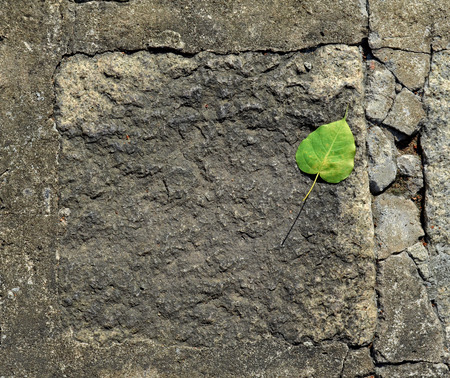 The detail texture of stone and green leafの写真素材