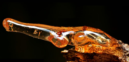 Solid amber resin drops on a tree trunk.