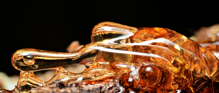 Solid amber resin drops on a tree trunk の写真素材