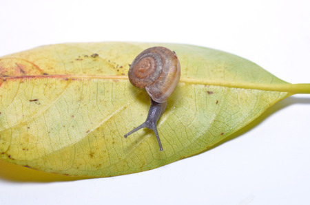 Snail on a green leaf isolate on a white backgroundの写真素材