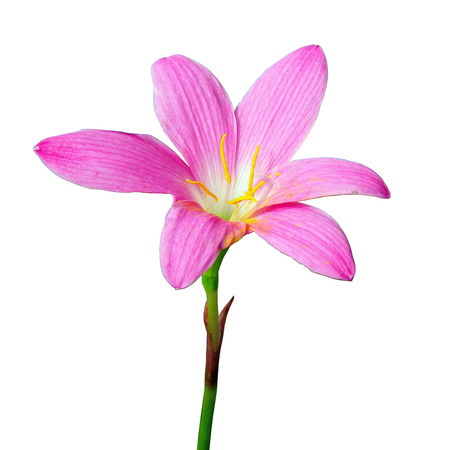 Pink flower on the white backgroundの写真素材