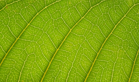 closeup green leaf texture