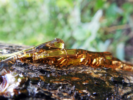 Solid amber resin drops on a tree trunk.の写真素材
