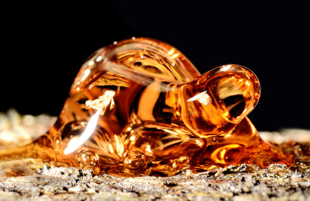 Solid amber resin drops on a tree trunk.の写真素材