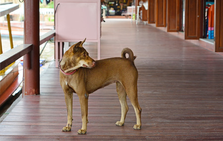 dog at floting market,Thailandの写真素材