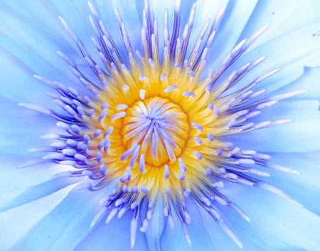 Close up lotus flowerの写真素材