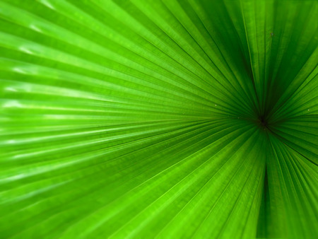 Texture of Green palm Leaf backgroundの写真素材