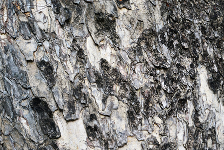 bark texture backgroundの写真素材