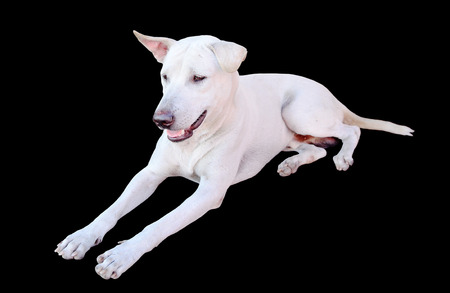 White dog sitting on black background