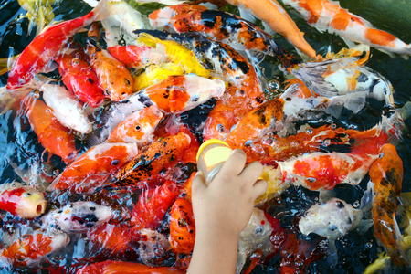 Feeding Koi fish with baby milk bottle at indoor pondsの写真素材