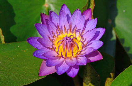 Purple lotus in pondの写真素材