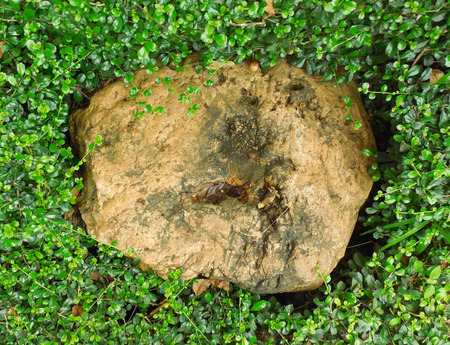 Close-up stones in the space of  green leaves patternの写真素材
