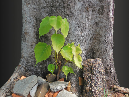 Small bodhi tree under the large treeの写真素材