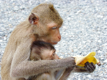 Mother monkey  hugging son and eating bananaの写真素材