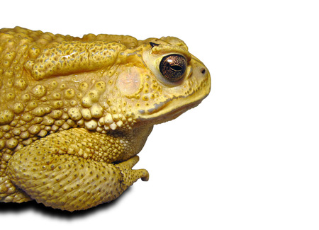 Close-up of Thai Toad on white backgroundの写真素材