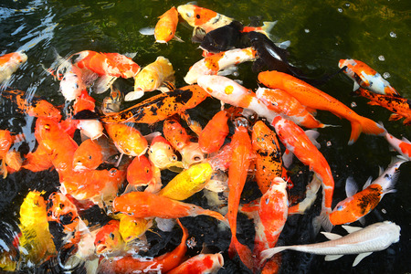 Diverse group of Japanese Koi swimの写真素材
