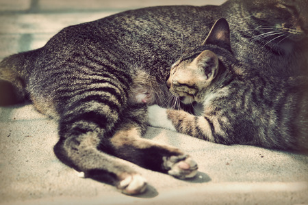 Kittens being breast-fed ,retro vintage styleの写真素材