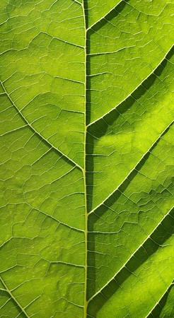 leaf texture in the sunlight