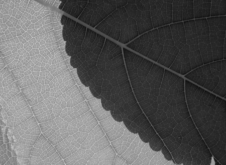 Close up leaf texture & shadows of leaves that overlap , black & white styleの写真素材