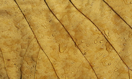 Water droplets on dry leafの写真素材