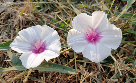 Morning Glory Flowers in the moring light