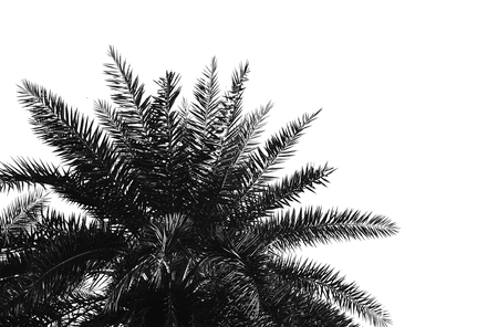 beautiful date palm leaf on white backgroundの写真素材
