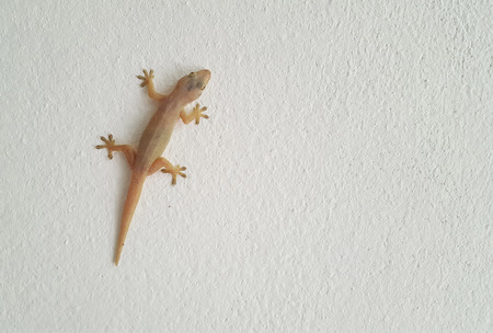 Lizard on the white cement wallsの写真素材