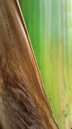 leaf sheath of banana treeの写真素材