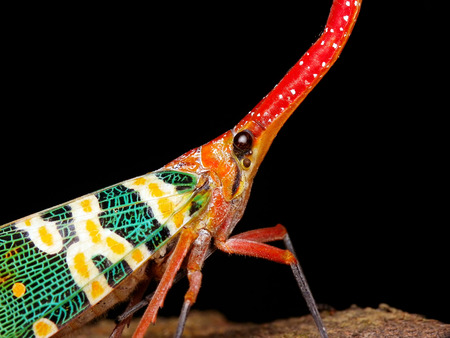 Close up pyrops candelaria or lantern fly , Thailandの写真素材