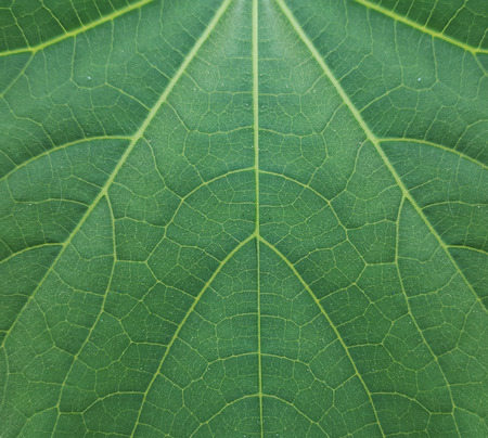 closeup green leaf texture
