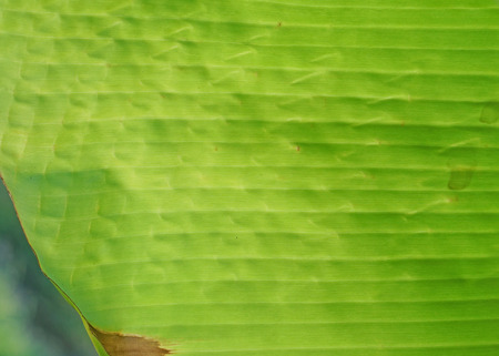 Close up the banana leavesの写真素材