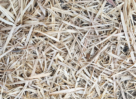 Bamboo leaf dry on groundの写真素材