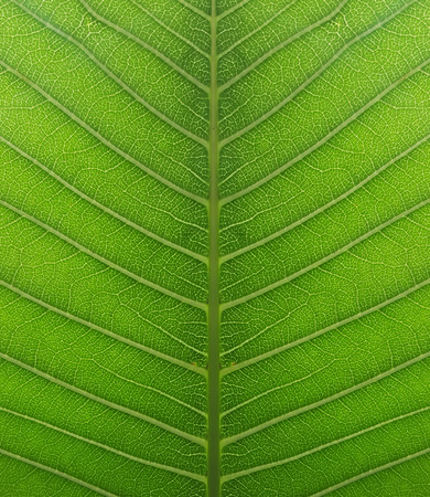 close up the frangipani leaf texture