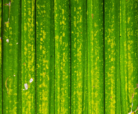 sugar palm leaves texture