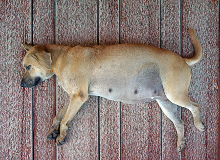 pregnant dog sleeping on floorの写真素材