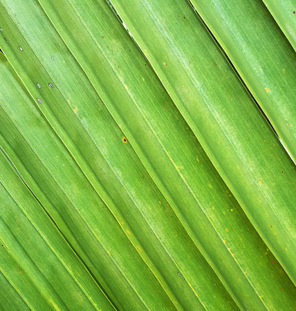 close up coconut leaf texture