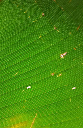 close up green leaf textureの写真素材