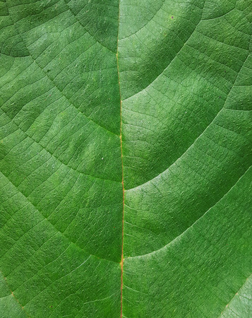 close up green leaf textureの写真素材