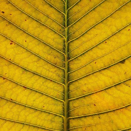 close up leaf texture
