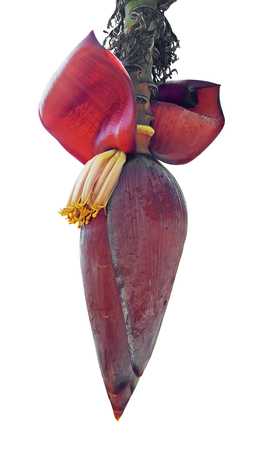 banana blossom on white backgroundの写真素材