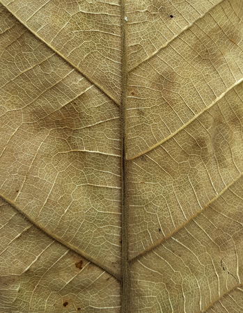 close up a withered teak leaves