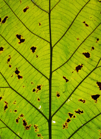 close up a trek leaf texture