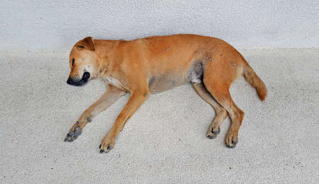 street dog sleepy on the floor