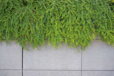 green ivy on concrete wall