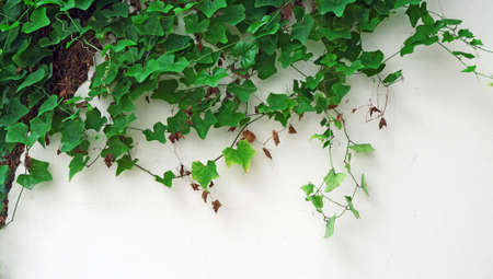 The green ivy on the white concrete wall is broken and damageの写真素材
