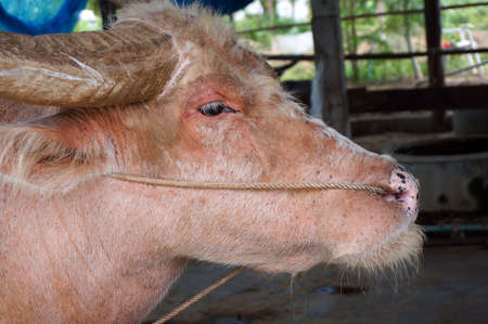 Thai Buffalo at the Thai Buffalo Conservation Center